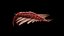 Anomalocaris Canadensis Static