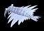 Anomalocaris Canadensis Static