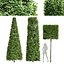 Carpinus Betulus conique à larges feuilles et cigarette et boîte