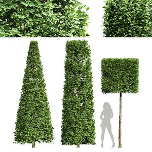 Carpinus Betulus Broadleaf Conical and Cigarette and Box