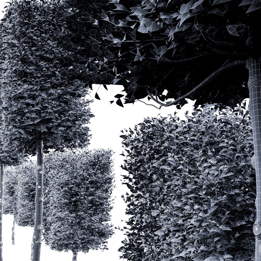 Carpinus Betulus Broadleaf Conical and Cigarette and Box model https://p.turbosquid.com/ts-thumb/dl/qbmkoU/CH/07/jpg/1658214250/1920x1080/fit_q87/be4967081abc8fb87b851313e5a188f7b46cf74a/07.jpg