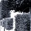Carpinus Betulus conique à larges feuilles et cigarette et boîte