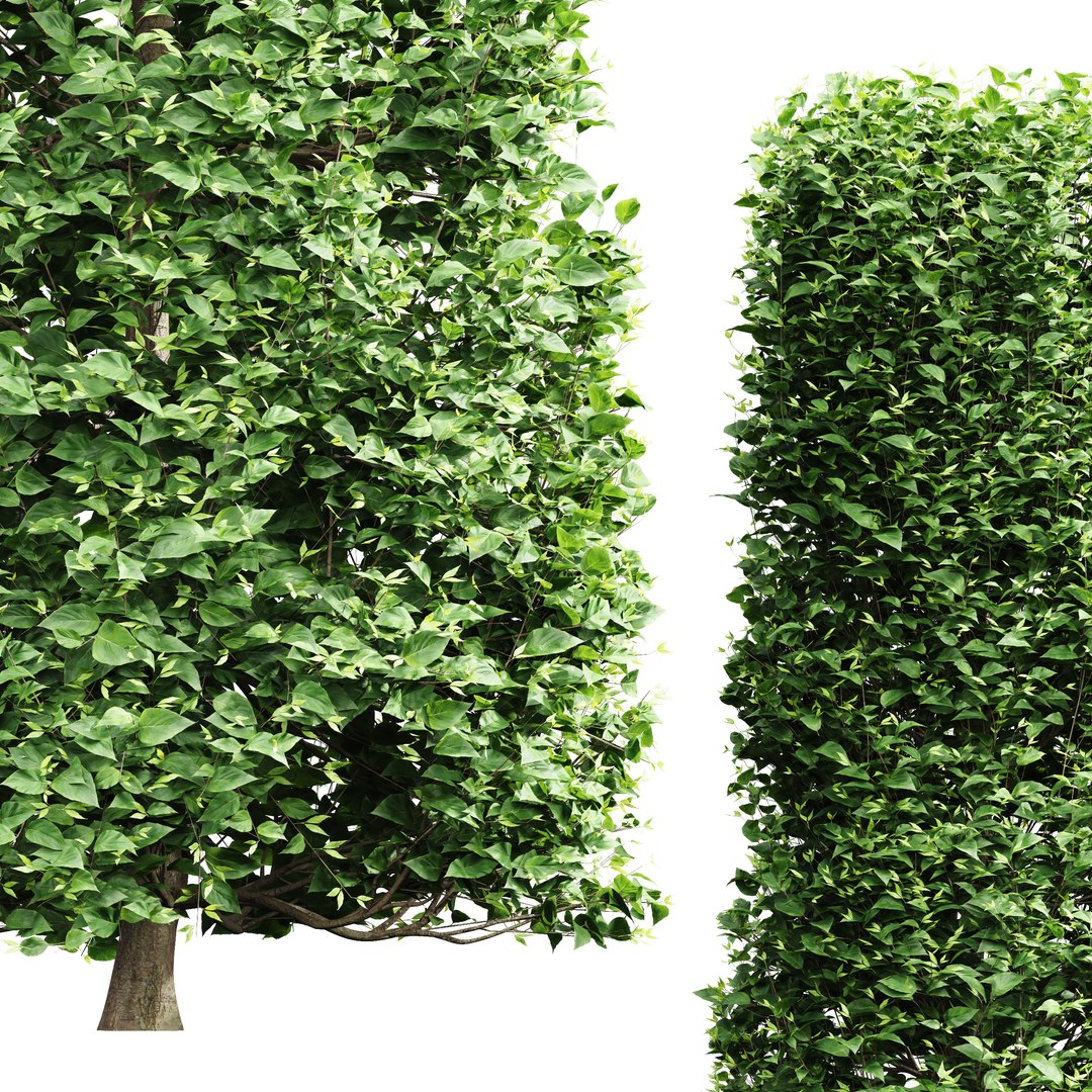 Carpinus Betulus Broadleaf Conical and Cigarette and Box model https://p.turbosquid.com/ts-thumb/dl/qbmkoU/I1/02/jpg/1658214248/1920x1080/fit_q87/1f60516e2fa00bf232dac8ddfb1bb4a916bcb027/02.jpg