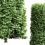 Carpinus Betulus conique à larges feuilles et cigarette et boîte