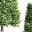 Carpinus Betulus conique à larges feuilles et cigarette et boîte