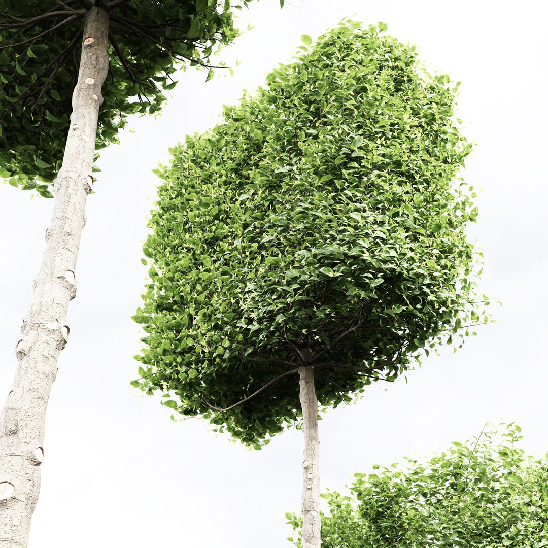 Carpinus Betulus Broadleaf Conical and Cigarette and Box model https://p.turbosquid.com/ts-thumb/dl/qbmkoU/d3/04/jpg/1658214241/1920x1080/fit_q87/a3b527ceaa61cccdaa948ab66e7592239ef0b190/04.jpg