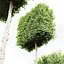Carpinus Betulus conique à larges feuilles et cigarette et boîte