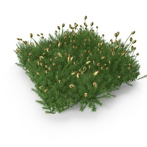 3D Polytrichum commune SINGLE