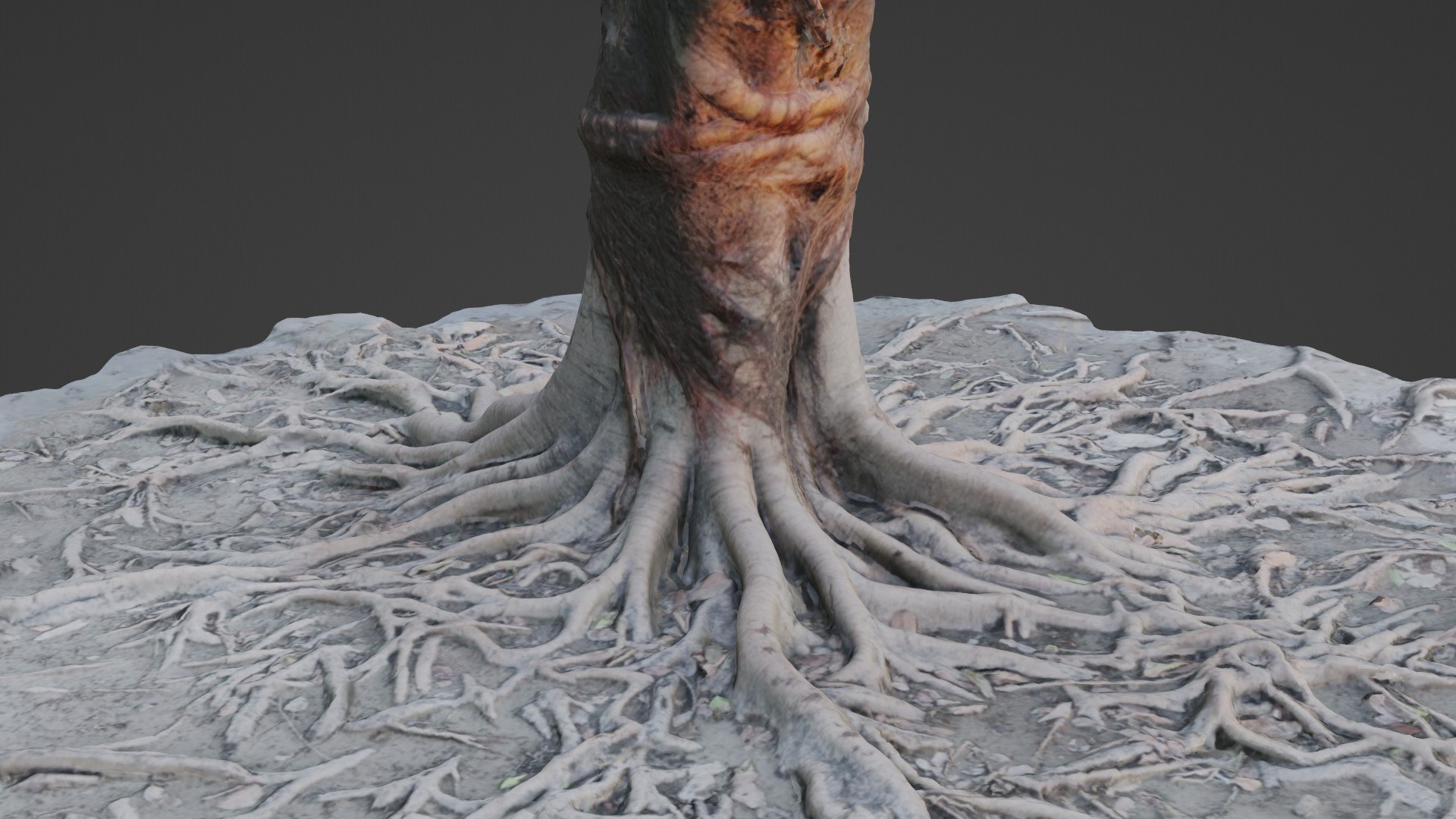 Tree Scanned Roots 3D Model - TurboSquid 2317072