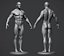 Male Anatomy Reference Model