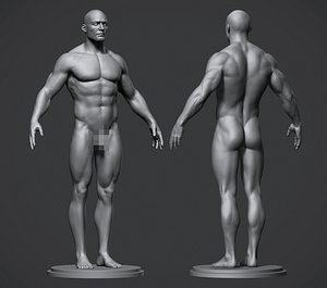 Male Anatomy Reference Model