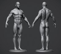 Male Anatomy Reference Model