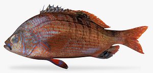 rainbow seaperch perch 3D model