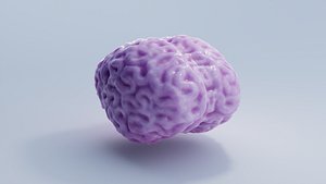 Brain model