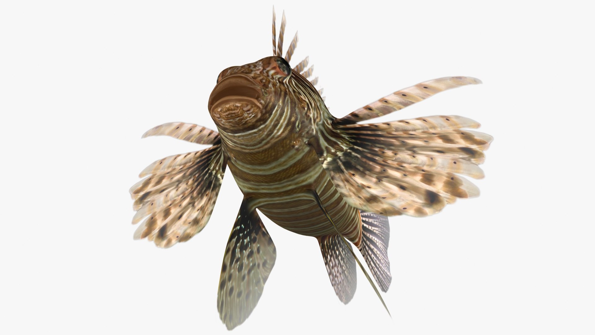 3D lionfish rigged model https://p.turbosquid.com/ts-thumb/dm/8cGwWg/DYd2gMio/5/jpg/1580726423/1920x1080/fit_q87/f5e847c768acf9cfca2b706fb59b6bcad4c7cf82/5.jpg