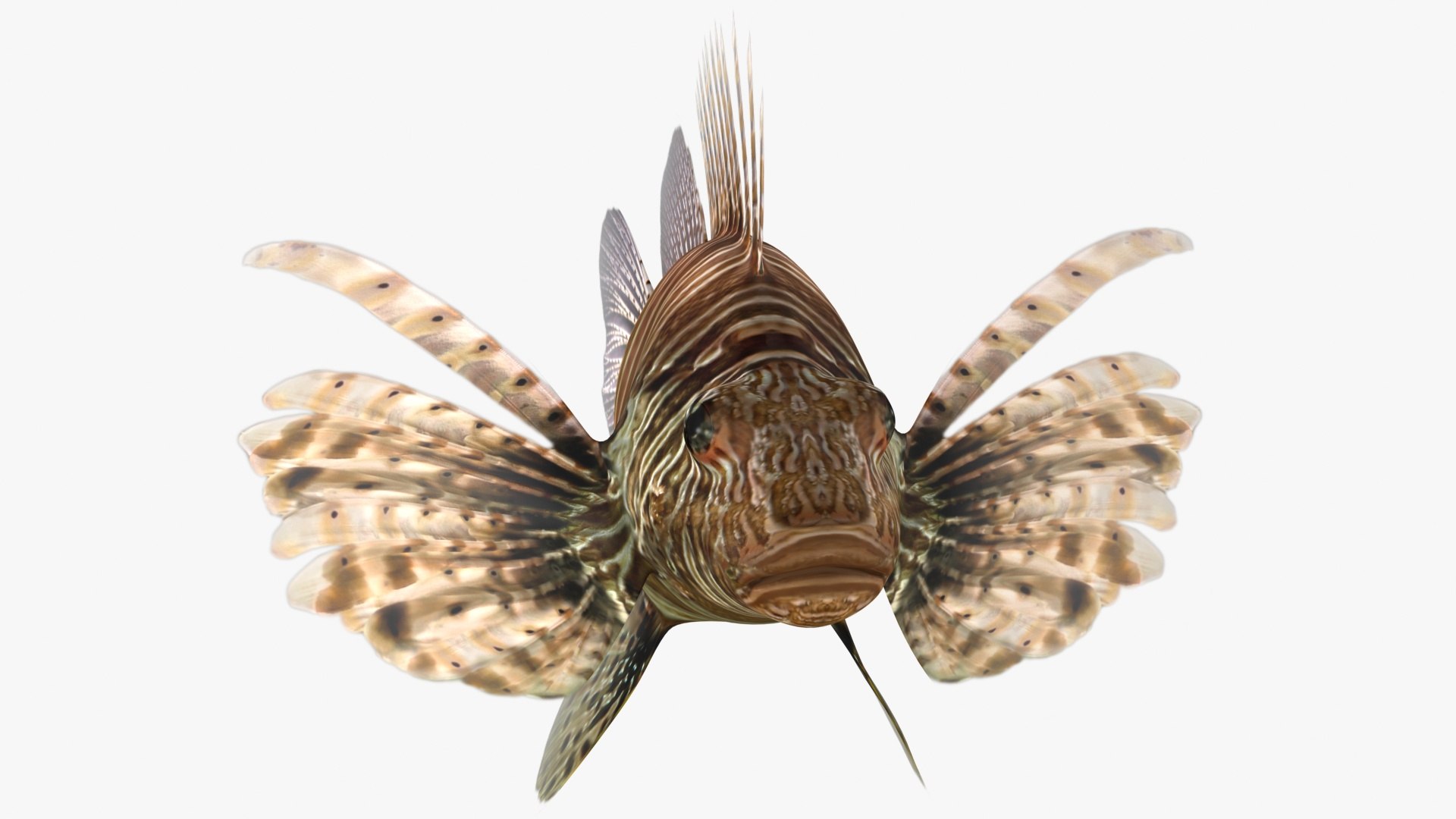 3D lionfish rigged model https://p.turbosquid.com/ts-thumb/dm/8cGwWg/FYQPP5Us/6/jpg/1580726423/1920x1080/fit_q87/74d28dbadeb2e0b53ecf5e5cd7e74c0b1874de68/6.jpg