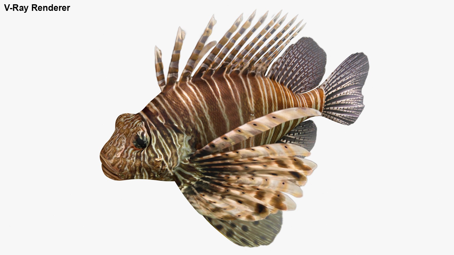 3D lionfish rigged model https://p.turbosquid.com/ts-thumb/dm/8cGwWg/XvcYE2li/10/jpg/1580528259/1920x1080/fit_q87/e87314fe6970660dc55c31fe79f2904da93752e7/10.jpg