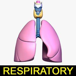Respiratory System / Lung