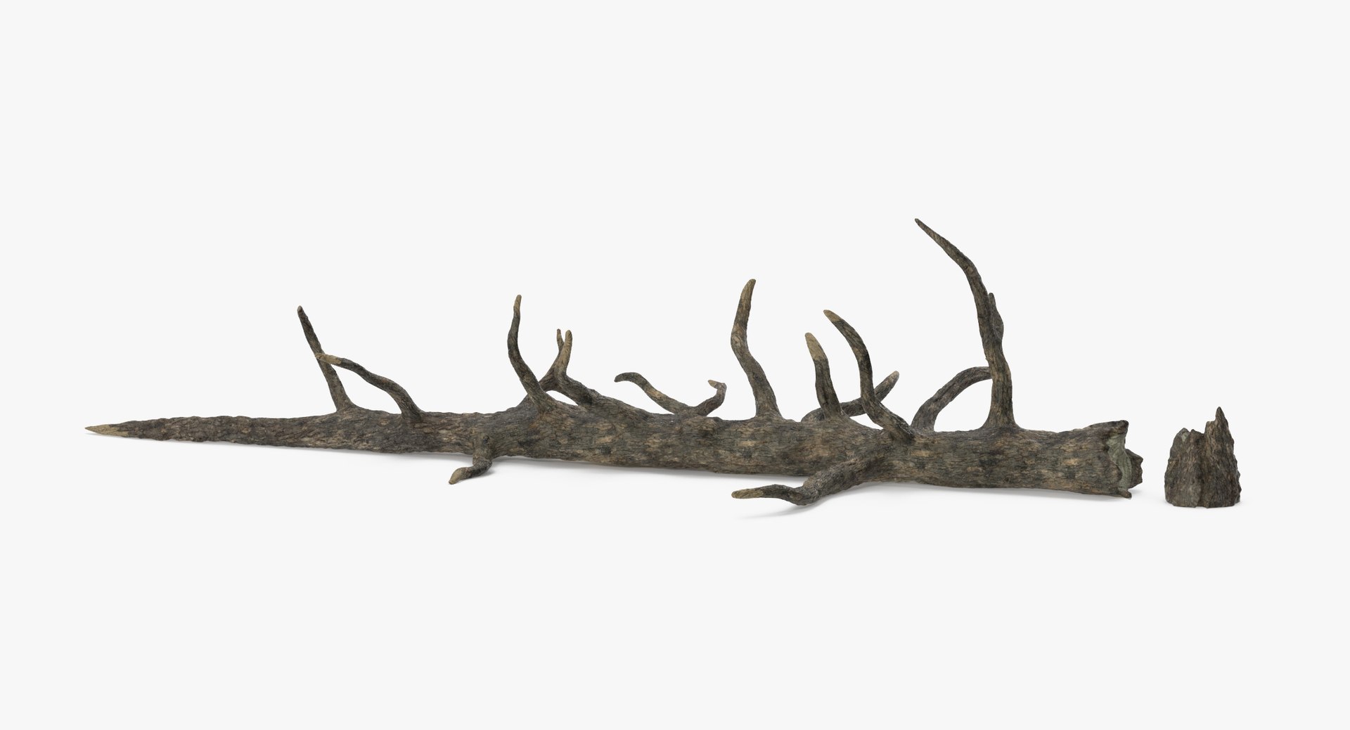 Fallen Tree 3d Model