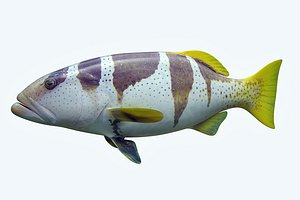 plectropomus laevis 3D model