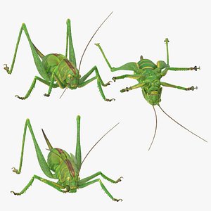 grasshopper poses 3d model