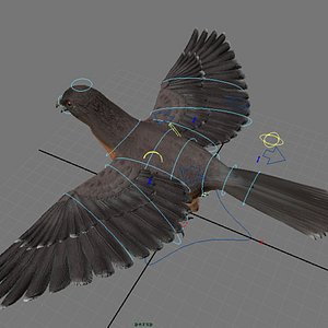 3d pigeon passenger model