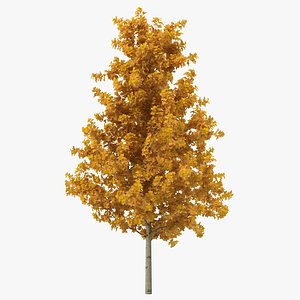 max young yellow poplar tree