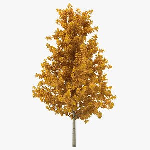 Young Yellow Poplar Tree Autumn 3D Model