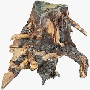 3D Tree Root 3D Scan