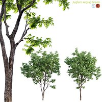 Juglans regia - Common walnut