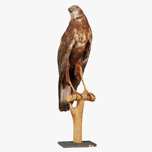 3D Common Buzzard Buteo Buteo Remastered model