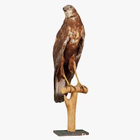 Common Buzzard Buteo Buteo Remastered