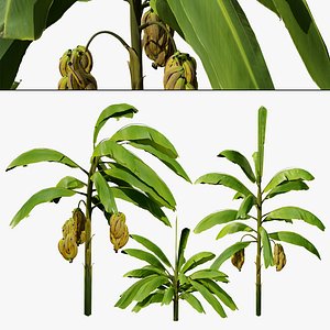 Realistic Banana Tree Pack