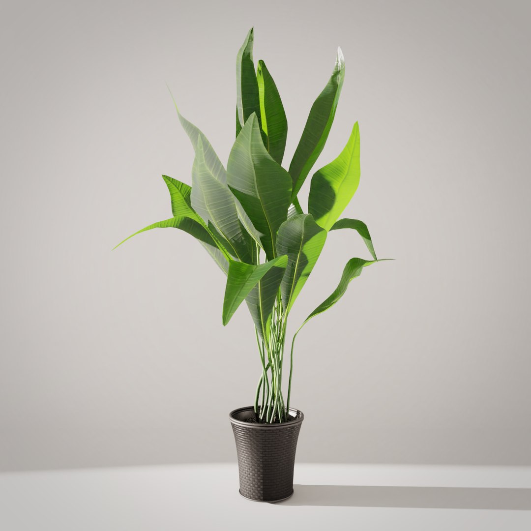 Plant 3D Model - TurboSquid 1506086