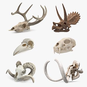 Skulls Collection 6 3D model