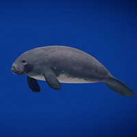 Amazonian Manatee