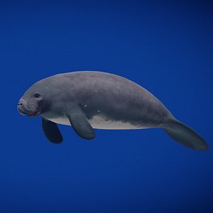 Amazonian Manatee
