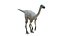 3D model Struthiomimus