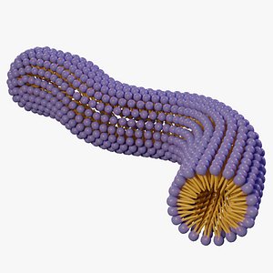 Wormlike micelle
