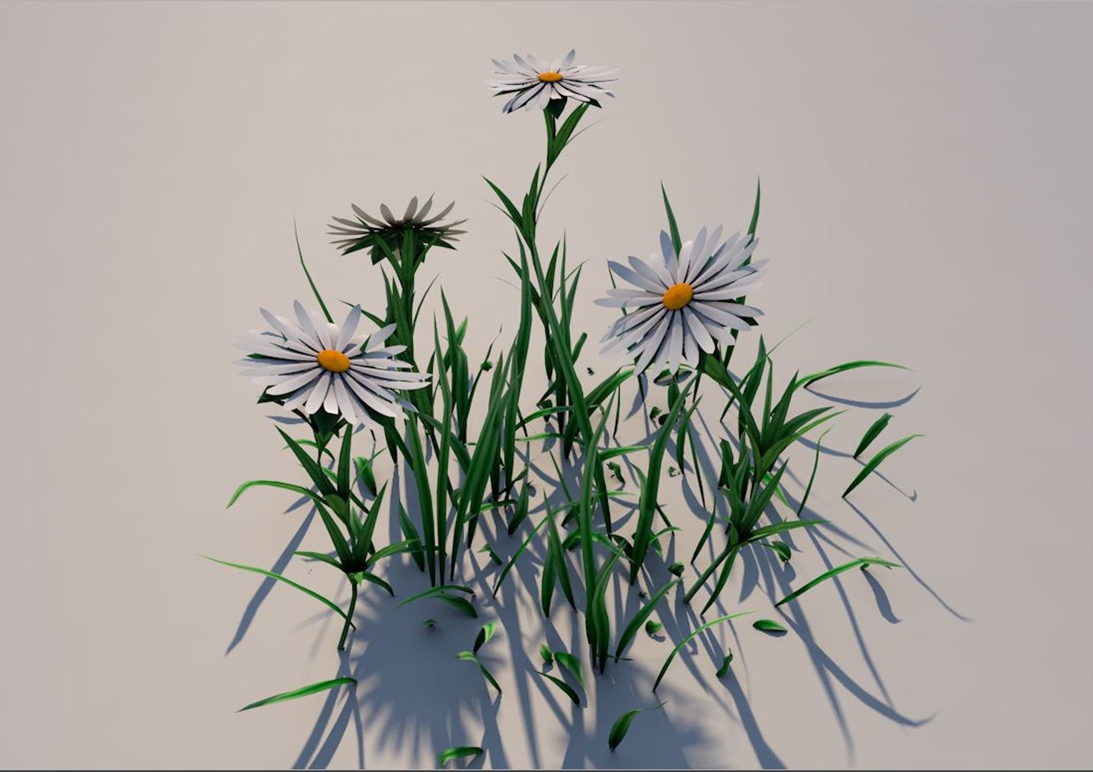 3D Flower White Aster - TurboSquid 1475663