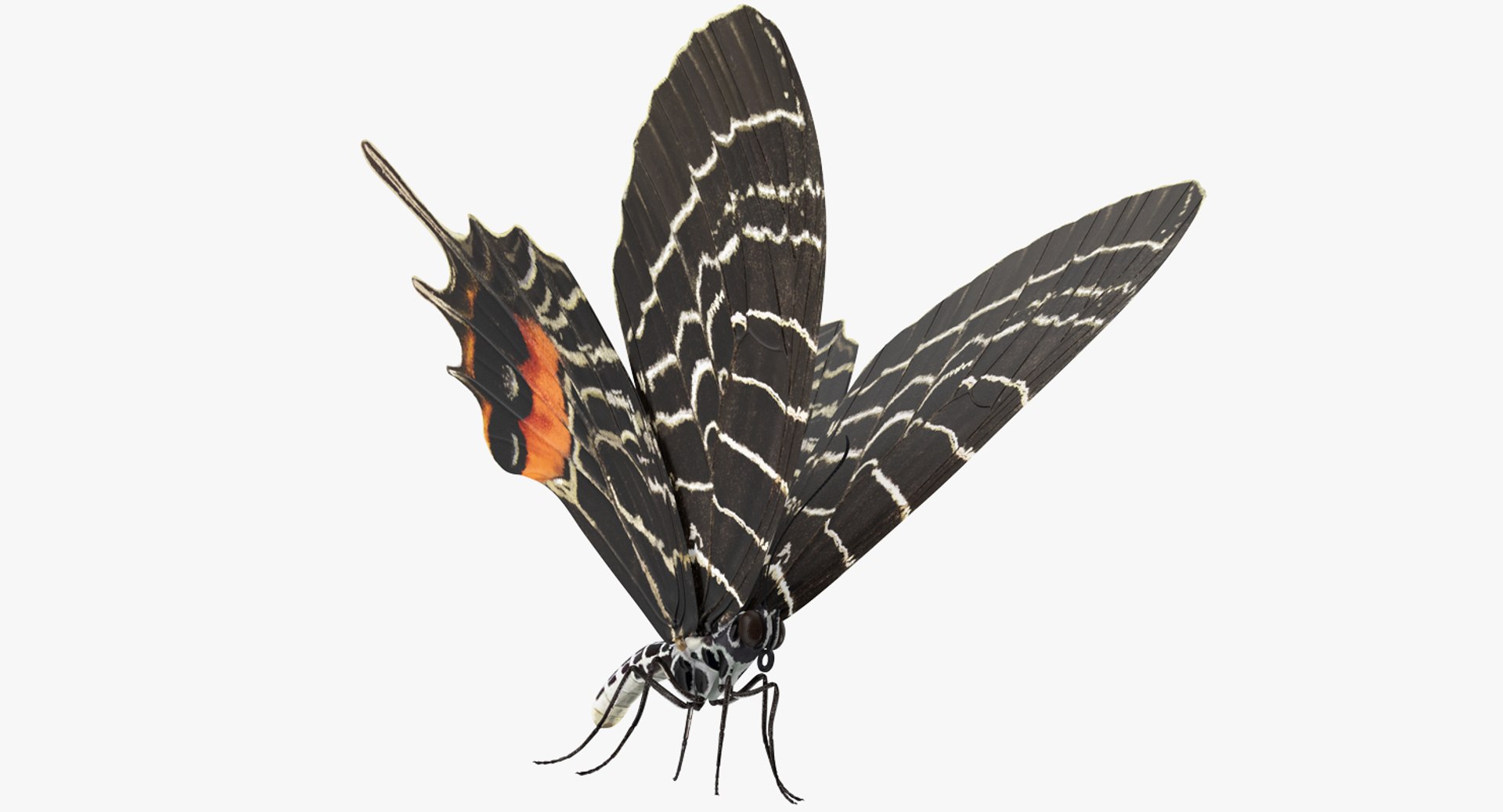 Bhutanitis Lidderdalii Butterfly Rigged 3D model preview