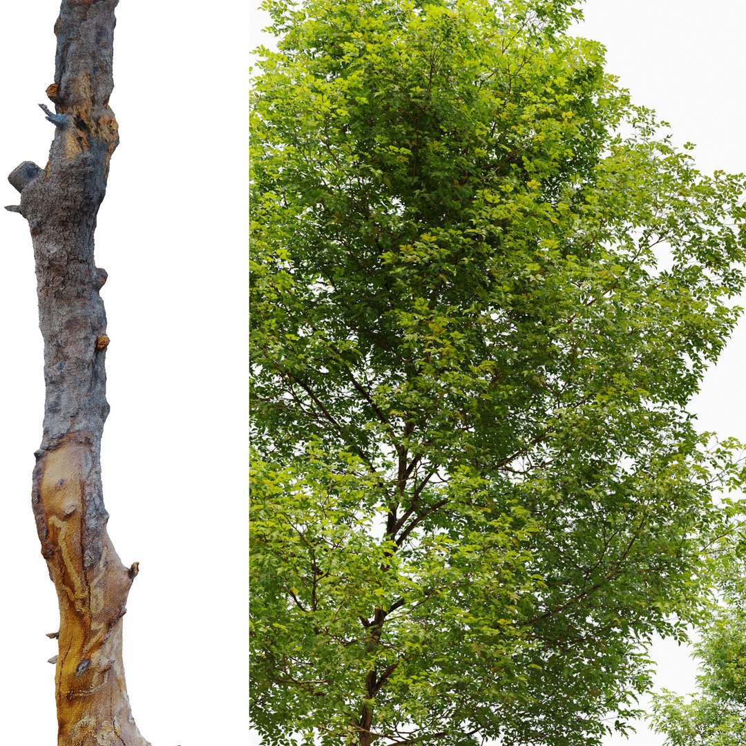 3D model Alnus glutinosa 02 https://p.turbosquid.com/ts-thumb/do/KBPi8z/38/preview5aldr/jpg/1658820112/1920x1080/fit_q87/1e57b24c87382578be7014f26f0028a0c12f472d/preview5aldr.jpg