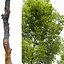 Alnus glutinosa 02