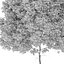 Alnus glutinosa 02