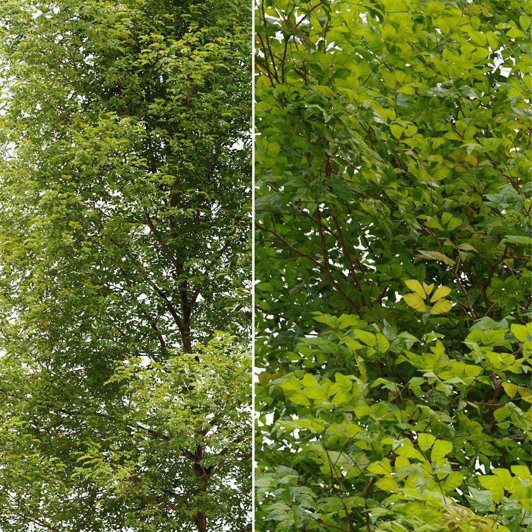 3D model Alnus glutinosa 02 https://p.turbosquid.com/ts-thumb/do/KBPi8z/A4/preview6aldr/jpg/1658820112/1920x1080/fit_q87/f3e5768039491d4118f33412fa2bbf4e320c9819/preview6aldr.jpg