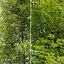 Alnus glutinosa 02