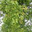 Alnus glutinosa 02
