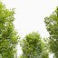 Alnus glutinosa 02