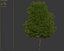 Alnus glutinosa 02