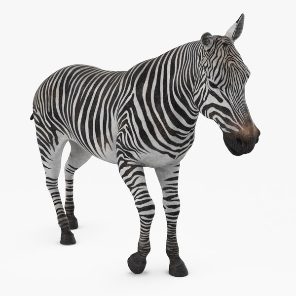 modelo 3d Llanuras cebra aparejadas - TurboSquid 2366175